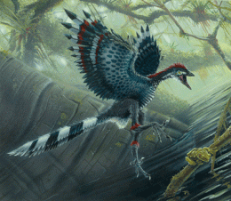 Archaeopteryx lithographica antepasado jurásico de las aves ilustrado por Tod Marshall